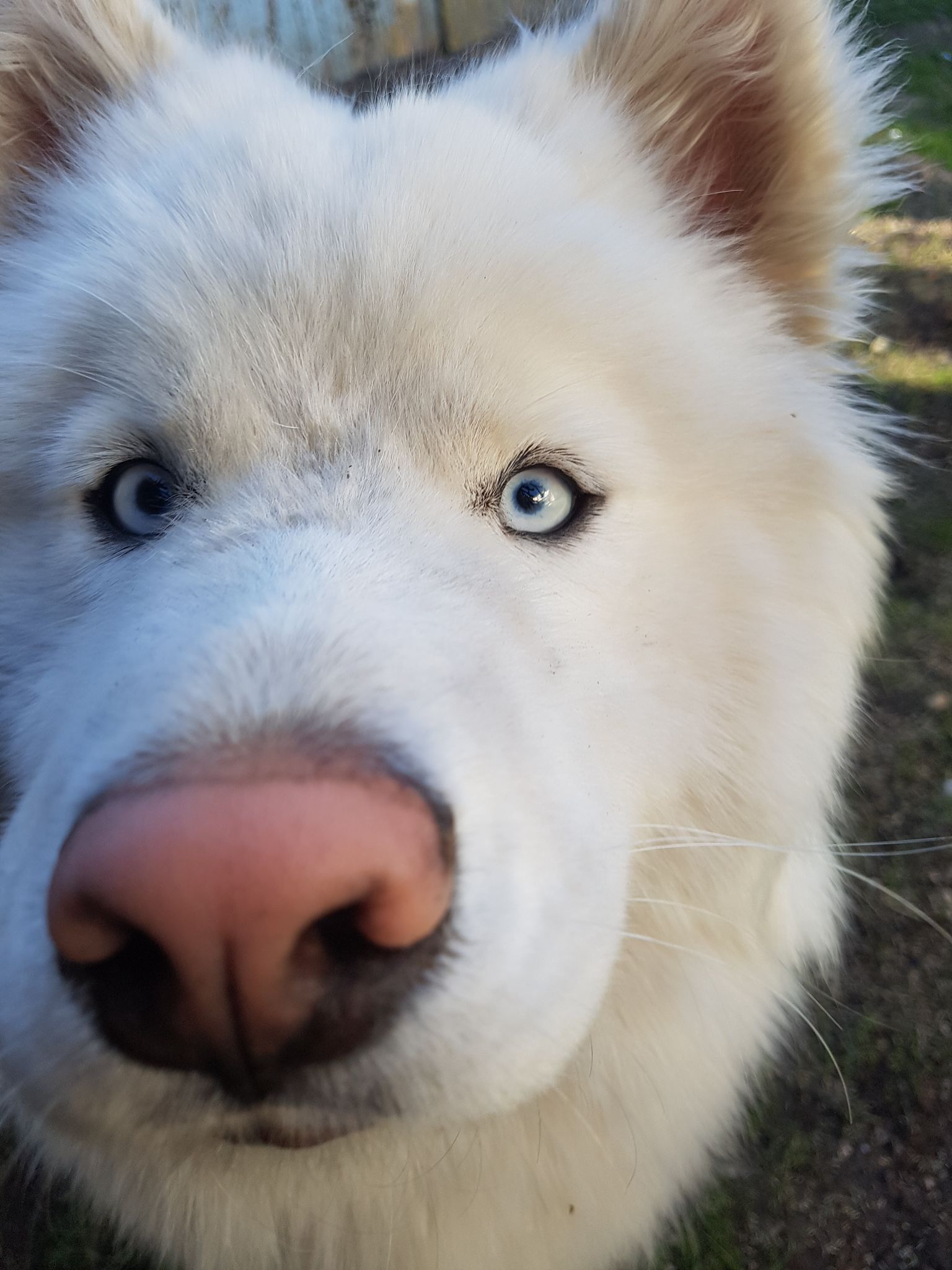 Husky aux yeux bleus